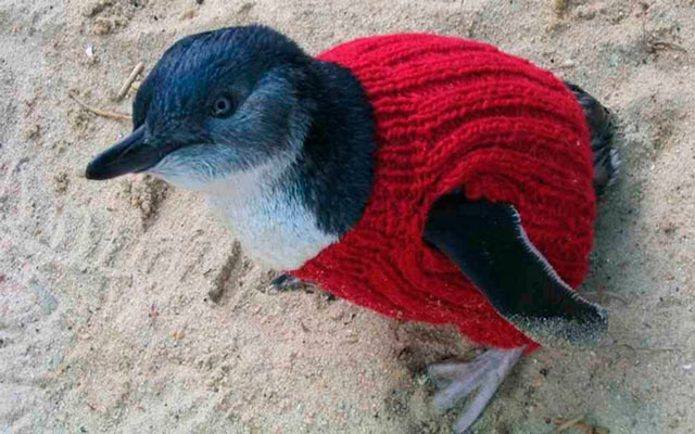 EBDLN-oldest-man-australia-knits-penguin-sweaters-3